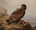White-tailed eagle with its prey - Ferdinand von Wright — artwork view