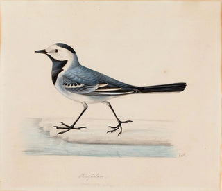 Bergeronnette grise - Ferdinand von Wright — artwork view