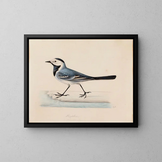 Bergeronnette grise - Ferdinand von Wright — framed artwork on a wall