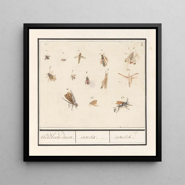 Leaf with thirteen flying insects, bloodless animals, insectae insects - Anselmus Botius de Boodt — framed artwork on a wall