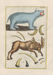 Natural History of Quadrupeds Pl03 - Filippo Buonanni — artwork view