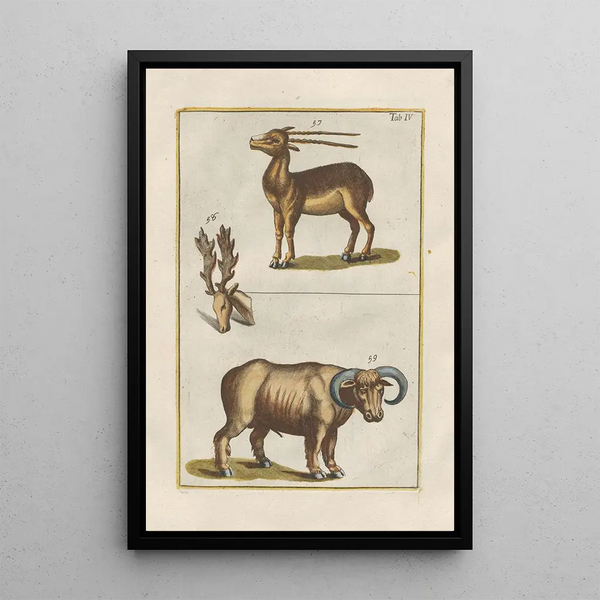 Natural History of Quadrupeds Pl04 - Filippo Buonanni — framed artwork on a wall