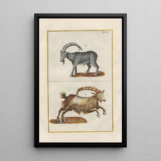 Filippo Buonanni - Rerum naturalium historia nempe quadrupedum Pl06.webp