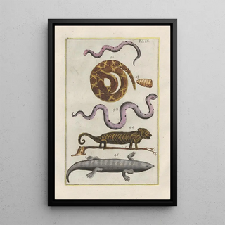 Filippo Buonanni - Rerum naturalium historia nempe quadrupedum Pl09.webp