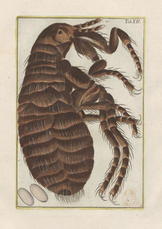 Filippo Buonanni - Rerum naturalium historia nempe quadrupedum Pl12.webp