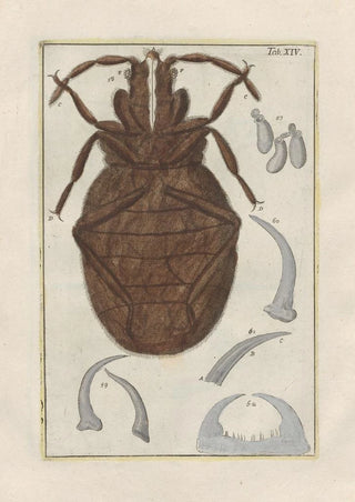 Filippo Buonanni - Rerum naturalium historia nempe quadrupedum Pl14.webp