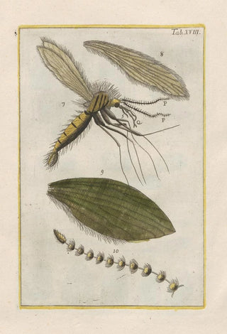 Filippo Buonanni - Rerum naturalium historia nempe quadrupedum Pl18.webp