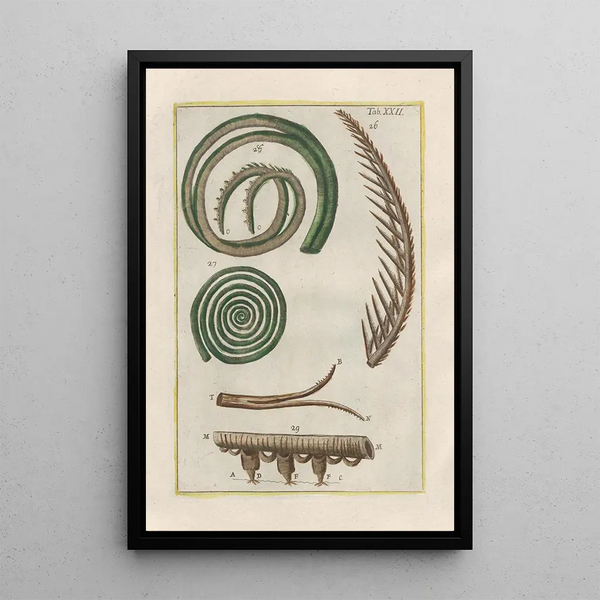 Natural history of quadrupeds Pl22 - Filippo Buonanni — framed artwork on a wall