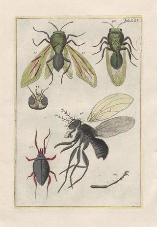 Filippo Buonanni - Rerum naturalium historia nempe quadrupedum Pl25.webp