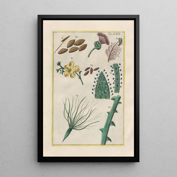 Natural history of quadrupeds Pl29 - Filippo Buonanni — framed artwork on a wall