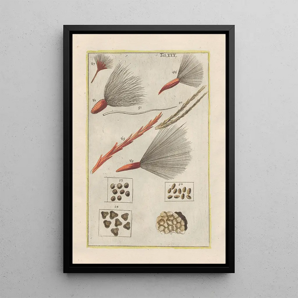 Natural History of Quadrupeds Pl30 - Filippo Buonanni — framed artwork on a wall