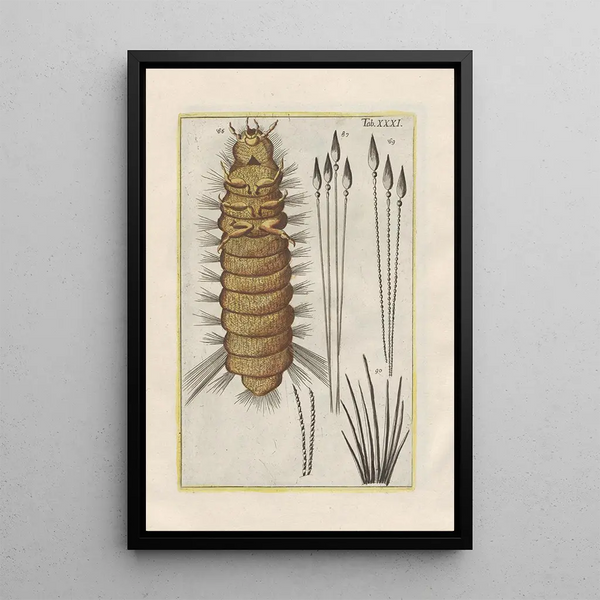 Natural History of Quadrupeds Pl31 - Filippo Buonanni — framed artwork on a wall