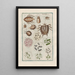 Natural History of Quadrupeds Pl32 - Filippo Buonanni — framed artwork on a wall