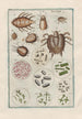 Natural History of Quadrupeds Pl32 - Filippo Buonanni — artwork view