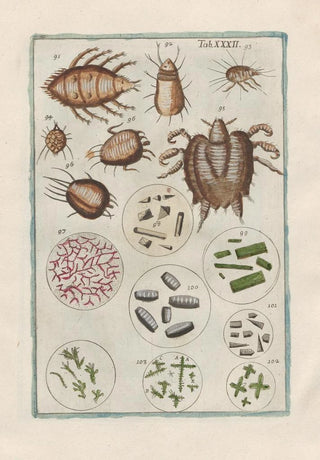 Natural History of Quadrupeds Pl32 - Filippo Buonanni — artwork view