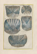 Natural History of Quadrupeds Pl33 - Filippo Buonanni — artwork view