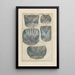 Natural History of Quadrupeds Pl33 - Filippo Buonanni — framed artwork on a wall