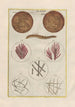 Natural History of Quadrupeds Pl34 - Filippo Buonanni — artwork view