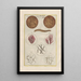 Natural History of Quadrupeds Pl34 - Filippo Buonanni — framed artwork on a wall