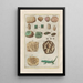 Natural History of Quadrupeds Pl35 - Filippo Buonanni — framed artwork on a wall