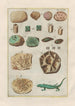 Natural History of Quadrupeds Pl35 - Filippo Buonanni — artwork view
