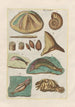 Natural history of quadrupeds Pl36 - Filippo Buonanni — artwork view