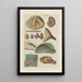 Natural history of quadrupeds Pl36 - Filippo Buonanni — framed artwork on a wall