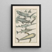 Natural History of Quadrupeds Pl37 - Filippo Buonanni — framed artwork on a wall