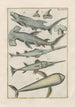 Natural History of Quadrupeds Pl37 - Filippo Buonanni — artwork view