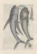 Histoire naturelle des quadrupèdes Pl38 - Filippo Buonanni — artwork view
