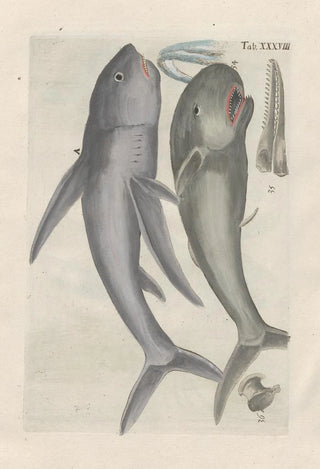 Histoire naturelle des quadrupèdes Pl38 - Filippo Buonanni — artwork view