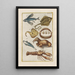 Natural history of quadrupeds Pl39 - Filippo Buonanni — framed artwork on a wall