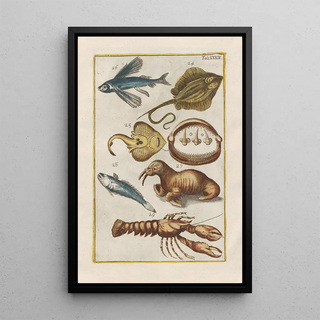 Filippo Buonanni - Rerum naturalium historia nempe quadrupedum Pl39.webp