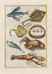 Natural history of quadrupeds Pl39 - Filippo Buonanni — artwork view