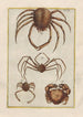 Natural History of Quadrupeds Pl40 - Filippo Buonanni — artwork view
