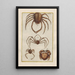 Natural History of Quadrupeds Pl40 - Filippo Buonanni — framed artwork on a wall