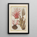 Natural History of Quadrupeds Pl41 - Filippo Buonanni — framed artwork on a wall
