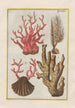 Natural History of Quadrupeds Pl41 - Filippo Buonanni — artwork view