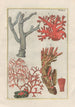 Natural History of Quadrupeds Pl42 - Filippo Buonanni — artwork view