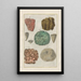 Natural History of Quadrupeds Pl44 - Filippo Buonanni — framed artwork on a wall