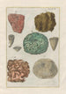 Natural History of Quadrupeds Pl44 - Filippo Buonanni — artwork view