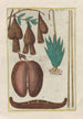 Natural History of Quadrupeds Pl45 - Filippo Buonanni — artwork view