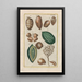 Natural History of Quadrupeds Pl46 - Filippo Buonanni — framed artwork on a wall
