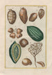 Natural History of Quadrupeds Pl46 - Filippo Buonanni — artwork view