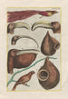 Natural history of quadrupeds Pl47 - Filippo Buonanni — artwork view