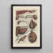 Natural history of quadrupeds Pl47 - Filippo Buonanni — framed artwork on a wall