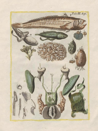 The history of natural things, especially quadrupeds Pl50 - Filippo Buonanni — artwork view