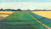 Les champs plateau de la Croix-Rouge - Félix Vallotton — artwork view