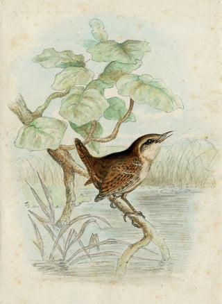 Floris Verster - A wren on a branch above a pool.webp