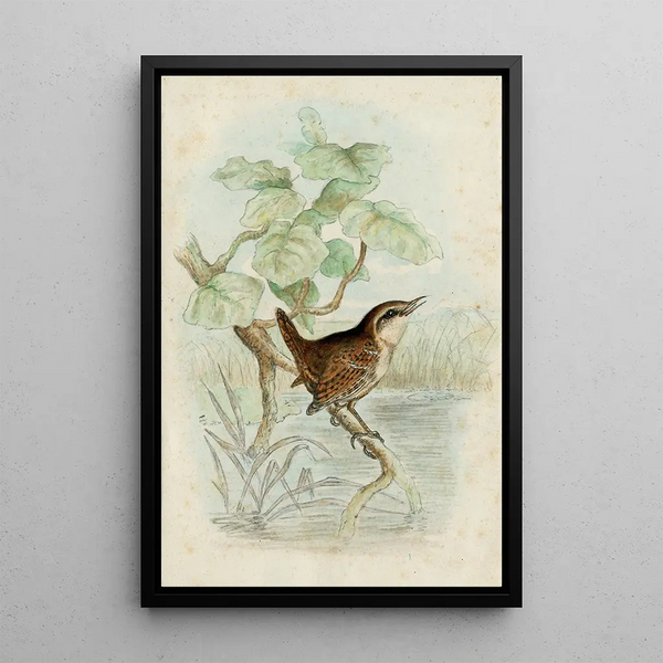 Troglodyte sur une branche au-dessus d'un bassin - Floris Verster — framed artwork on a wall